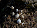 Littorines des rochers - Littorina saxatilis.jpg