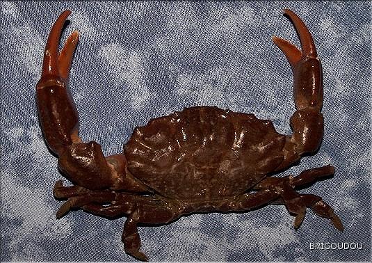 Crabe pierre - Xantho insisus.jpg