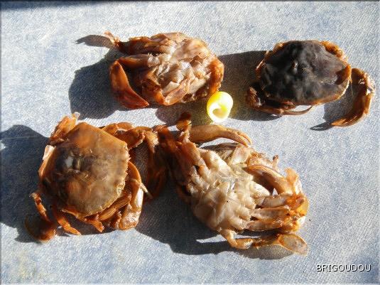 Crabes nageurs (estomac d'un bar).JPG