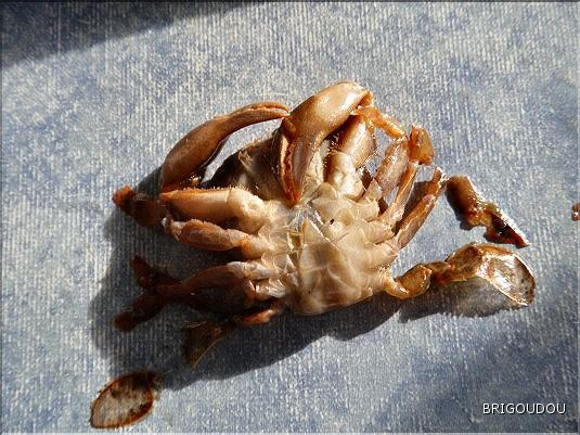Crabes nageurs - Liocarcinus 2.JPG