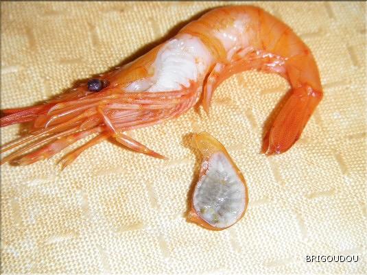 Crevette parasitée.JPG
