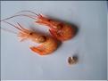 Crevettes parasitées par un Bopyre.jpg