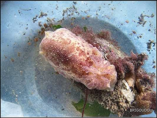 Doris Jorunna tomatosa