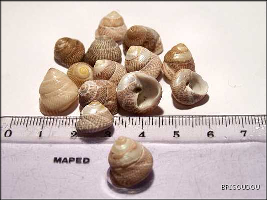 Gibbule cendr&eacute;e