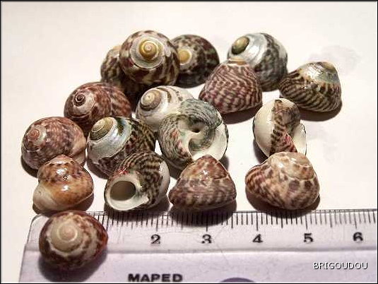 Gibbule ombiliqu&eacute;e