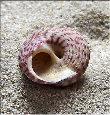 Gibbule ombiliqu&eacute;e