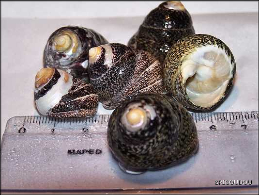 Gibbule &eacute;paisse