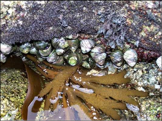 Gibbule &eacute;paisse