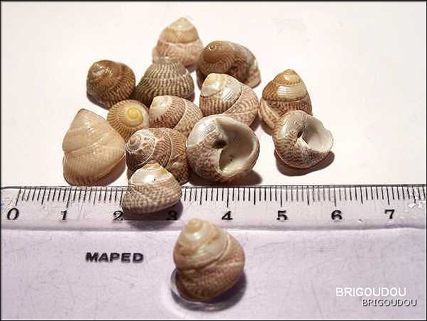 Gibbule_cendr&eacute;e