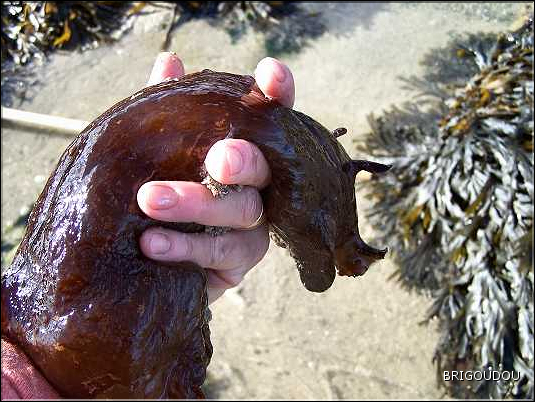 Li&egrave;vre de mer - Aplysie