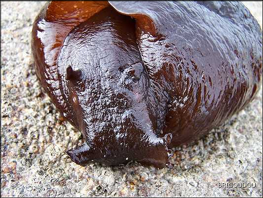 Li&egrave;vre de mer - Aplysie