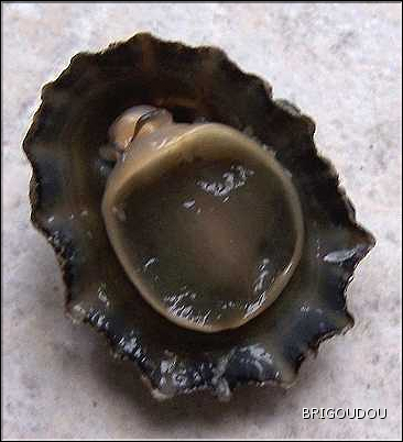 Patelle interm&eacute;diaire - 1