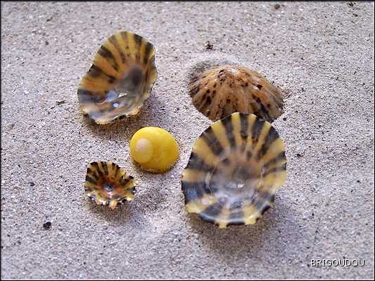 Patelle interm&eacute;diaire