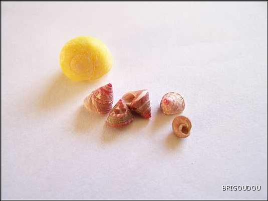 Troque Jujubinus exasperatus